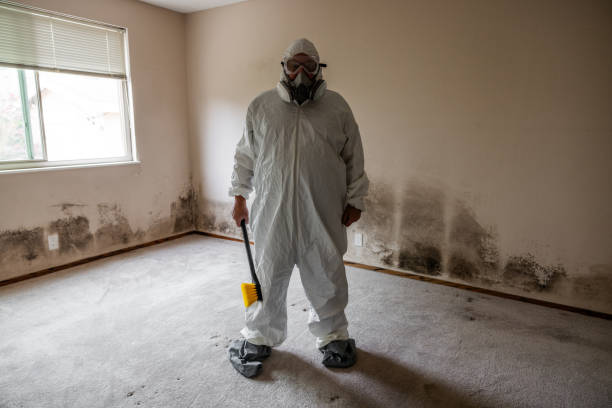 Mold Removal Process in Tchula, MS